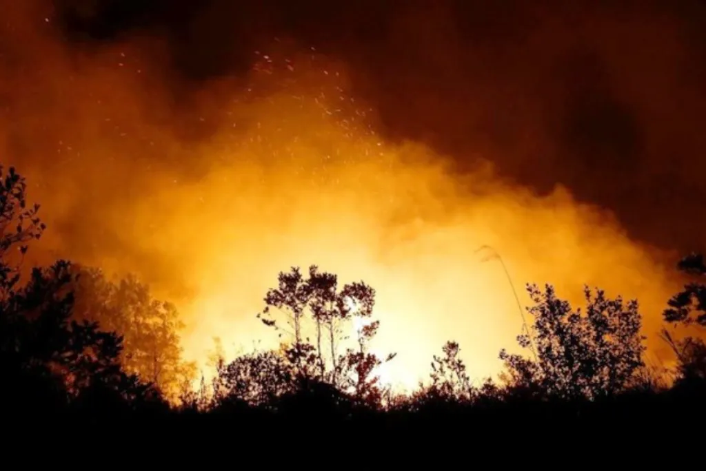 Perkara Mau Buat Kopi, Satu Kawasan Hutan Habis Terbakar
