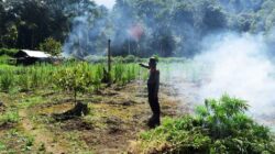 Polres Aceh Barat Berhasil Ungkap 32 Hektar Ladang Ganja