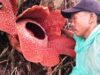 Langka, Bunga Rafflesia Arnoldi Berkelopak Enam Mekar Di Seluma