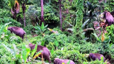 Warga Ketakutan, Belasan Gajah Liar Obrak Abrik Perkebunan
