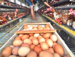 Harga Telur Dan Daging Ayam Di Bintan Melonjak Dua Kali Lipat